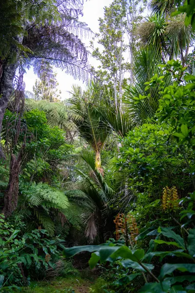 Auckland 'ın Titirangi bölgesinde Yeni Zelanda yağmur ormanları çalılıkları