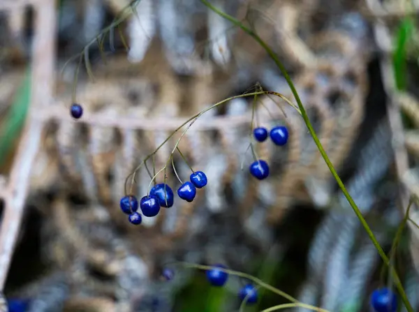 Titirangi, Auckland 'daki Yeni Zelanda ormanında çimenlerin üzerinde parlak mavi böğürtlen