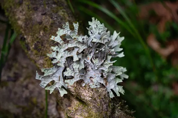Lichen, Auckland 'ın Titirangi bölgesinde Yeni Zelanda ormanında bir ağaç gövdesinde.