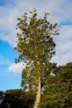 Yeni Zelanda ormanlarındaki ağaç, Titirangi, Auckland