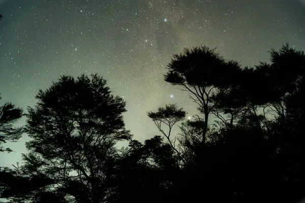 Yağmur ormanlarındaki ağaçların siluetleri Yıldızlı gökyüzünün altında, Titirangi, Auckland