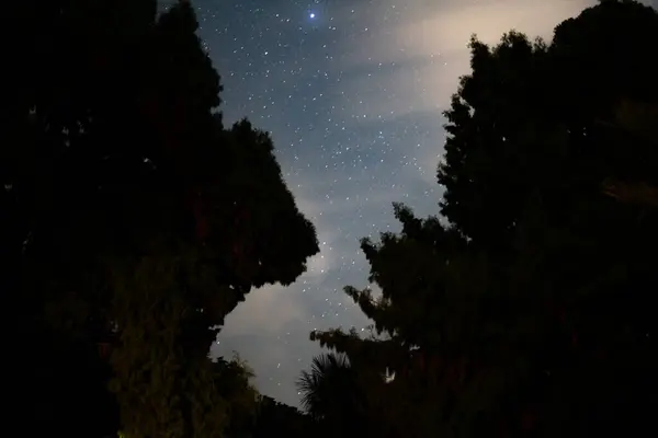Yağmur ormanlarındaki ağaçların siluetleri Yıldızlı gökyüzünün altında, Titirangi, Auckland