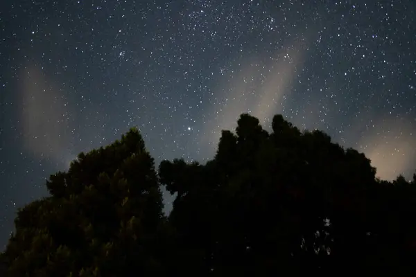 Yağmur ormanlarındaki ağaçların siluetleri Yıldızlı gökyüzünün altında, Titirangi, Auckland