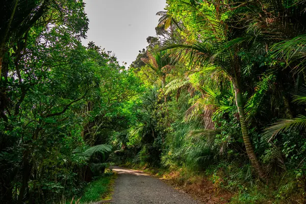 Titirangi, Auckland 'daki Orman Yolu Scienic Dr.