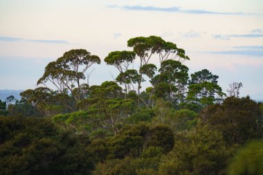 Titirangi, Auckland 'daki Yeni Zelanda' nın yemyeşil ormanı.