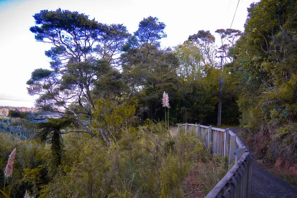 Dr. Titirangi, Auckland 'daki Yeni Zelanda Ebediyeşil Ormanı