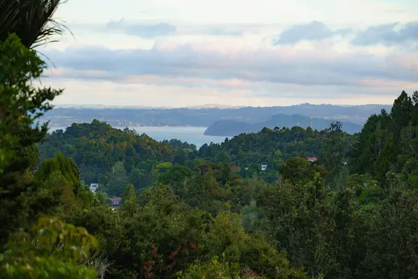 Titirangi, Auckland 'daki Yeni Zelanda' nın yemyeşil ormanı.