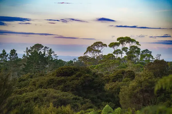 Titirangi, Auckland 'daki Yeni Zelanda' nın yemyeşil ormanı.