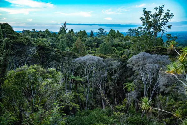 Titirangi, Auckland 'daki Yeni Zelanda' nın yemyeşil ormanı.