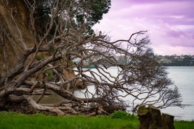Birkenhead, Auckland 'da devrilmiş ağaçlı plaj