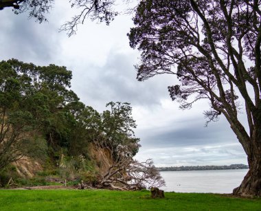 Birkenhead, Auckland 'da devrilmiş ağaçlı plaj