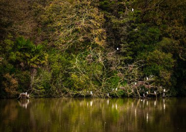 Birkenhead, Auckland 'da beyaz kuşlarla dolu göl