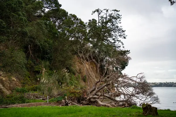 Birkenhead, Auckland 'da devrilmiş ağaçlı plaj
