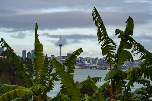 Birkenhead 'in palmiye yaprakları arasından Auckland şehrini görmek