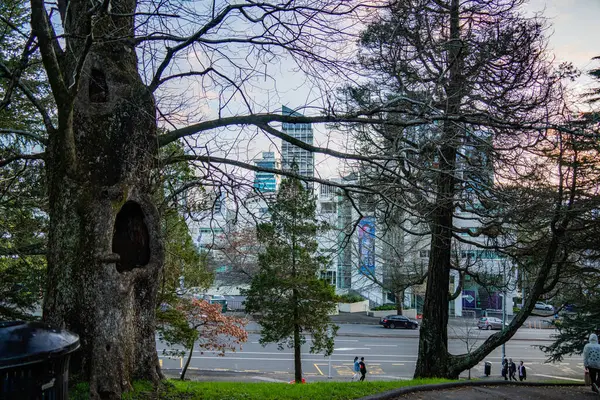 Auckland 'ın yeşil şehrinin modern yapıları, Albert Park' ta görüldüğü gibi.