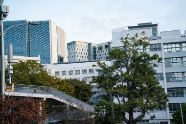 Auckland şehrinin parktaki ağaç dalları arasındaki görüntüsü