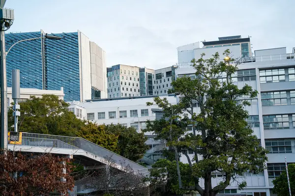 Auckland şehrinin parktaki ağaç dalları arasındaki görüntüsü