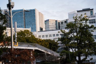 Auckland şehrinin parktaki ağaç dalları arasındaki görüntüsü