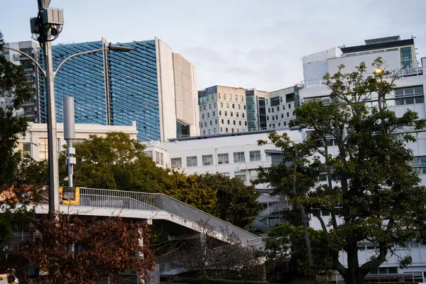 Auckland şehrinin parktaki ağaç dalları arasındaki görüntüsü