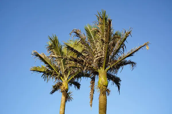 Mavi gökyüzüne karşı iki palmiye ağacı, aşağıdan manzara
