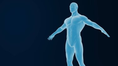 3d rendering of an muscular human body