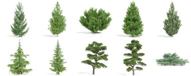 3d görüntüleme - kozalaklı ağaçlar beyaz arkaplanda ayarlandı