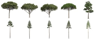 3d görüntüleme - kozalaklı ağaçlar beyaz arkaplanda ayarlandı