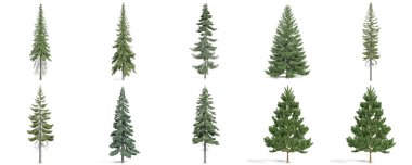 3d rendering - coniferous trees set on white background clipart