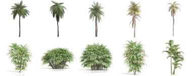 3D render - beyaz arkaplanda palmiye seti