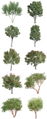 3d oluşturma - beyaz arkaplanda ağaçlar kümesi