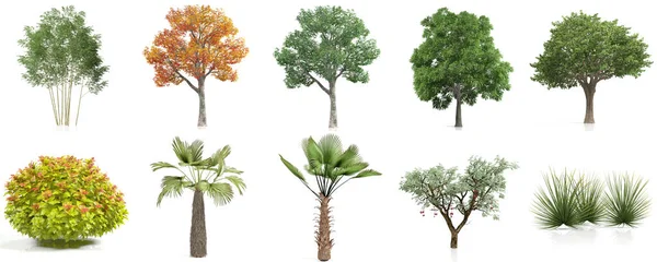 Renderowanie Ozdobnych Krzewów Ogrodowych Drzew — Zdjęcie stockowe