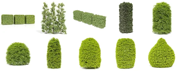 3Dレンダリング 観賞用の庭の低木のセット — ストック写真
