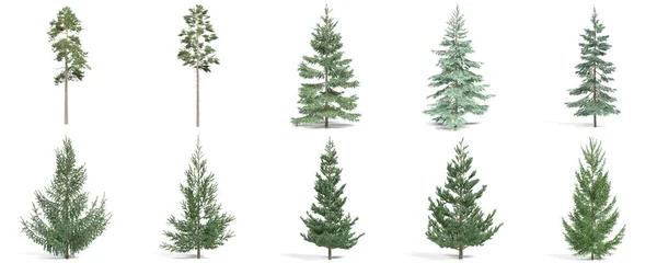 Rendering Drzewa Iglaste Ustawione Białym Tle — Zdjęcie stockowe