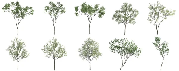 Renderowanie Zestaw Drzew Białym Tle — Zdjęcie stockowe