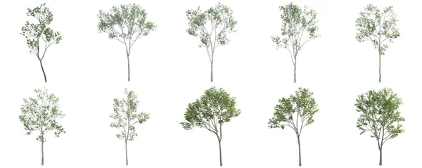 Renderowanie Zestaw Drzew Białym Tle — Zdjęcie stockowe