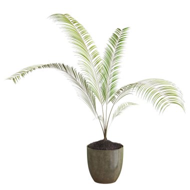 yeşil bitki beyaz arkaplanda izole edildi