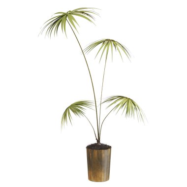 Beyaz arkaplanda izole edilmiş palmiye ağacı