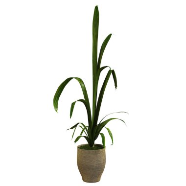 Beyaz arka planda izole edilmiş tencerede yeşil bitki