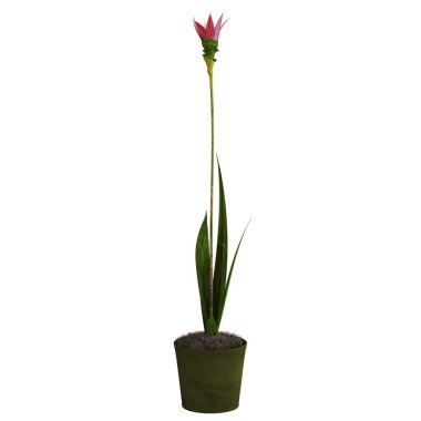 Beyaz arkaplanda izole edilmiş güzel çiçek