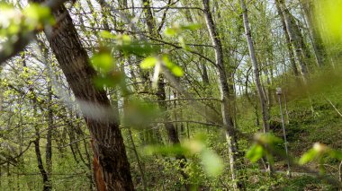 Ormanda yeşil yapraklar 
