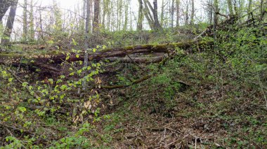 Ormanda bir ağaç, yosun ve bitkilerle kaplanmış. 