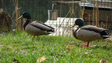 two ducks on the farm 