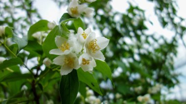Bahçedeki güzel beyaz çiçekler 