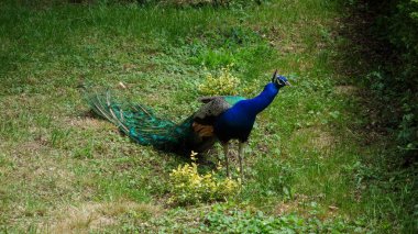 Parktaki tavus kuşu 