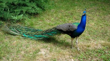 parkta erkek tavuskuşu 