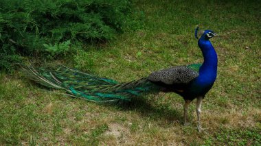 Parktaki tavus kuşu 