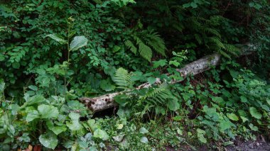 Ormanda yeşil yaprakları olan yaşlı ağaç, doğa ve bitki örtüsü 