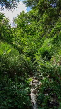 Yeşil ağaçların güzel manzarasının dikey görüntüsü ve ormanın arka planında bir nehir. 