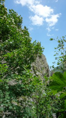 Yeşil ağaçları ve mavi gökyüzü olan güzel bir manzara. 