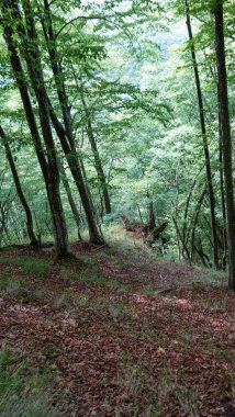 Dağlardaki yeşil orman 